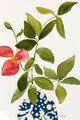 Image Not Available